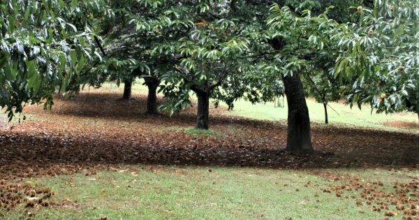 Sweet chestnuts in season