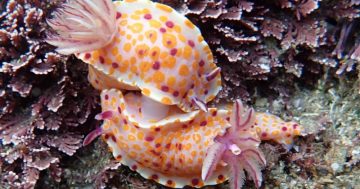 Far South Coast Sea Slug Census sparks new discoveries