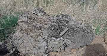 Record European wasp season produces extraordinary nests