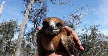 Threatened Little Eagle flying high in the ACT conservation stakes
