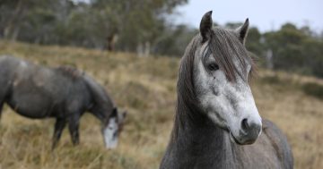 Mulga Bill's Bicycle points the way for Snowy Mountain's Brumby management