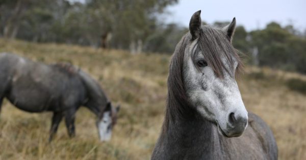 ACT steps up surveillance after wild horses found inside Namadgi National Park