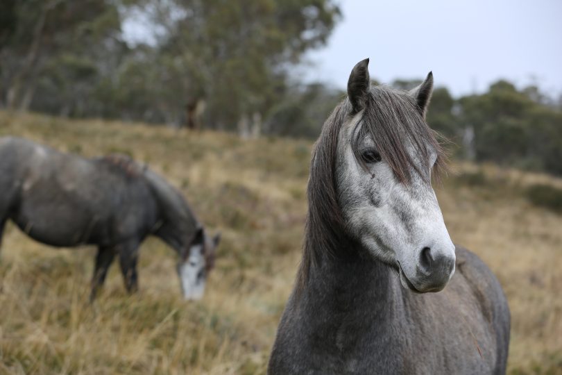 Brumbies at Currango Plains in the Kosciuszko National Park