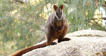 Rock wallaby and endangered orchid making their return in Namadgi