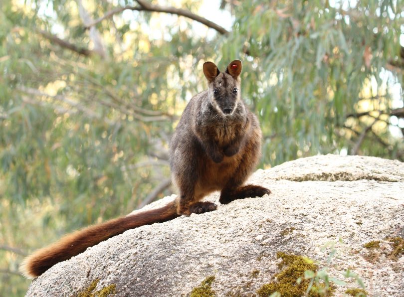 hand-raised Brush-tailed Rock-wallaby named Shadowhand-raised Brush-tailed Rock-wallaby named Shadow