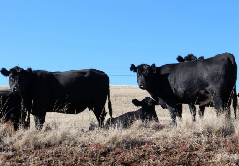 The cattle appear to be in good condition making the most of there time in the "Long Paddock." Photo: Ian Campbell.
