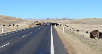 500 cattle grazing the Monaro Highway 
