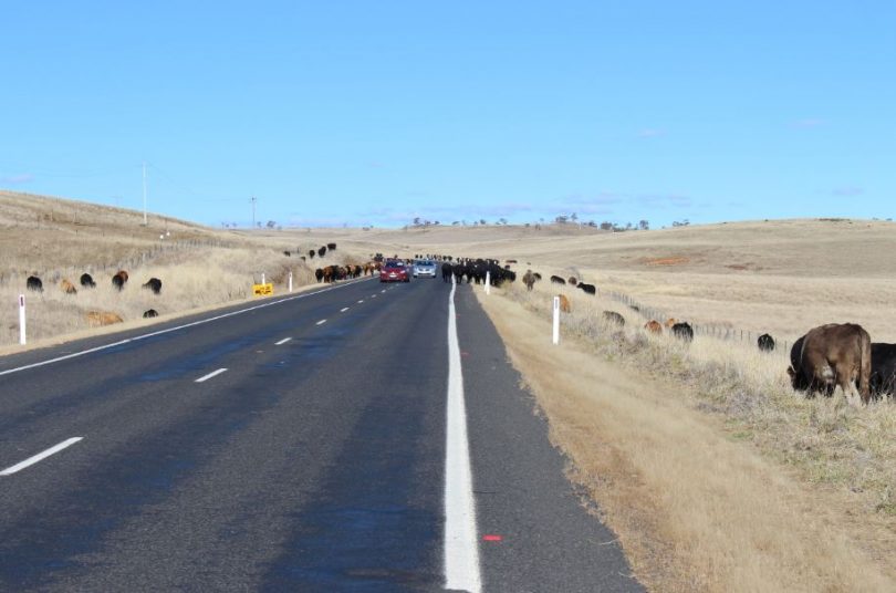 500 cattle are currently grazing the Monaro Highway "Long Paddock." Photo: Ian Campbell.