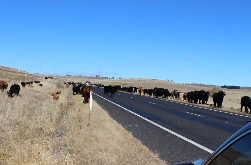 Slow down! Warning signs either side of the heard worn motorists. Photo: Ian Campbell.