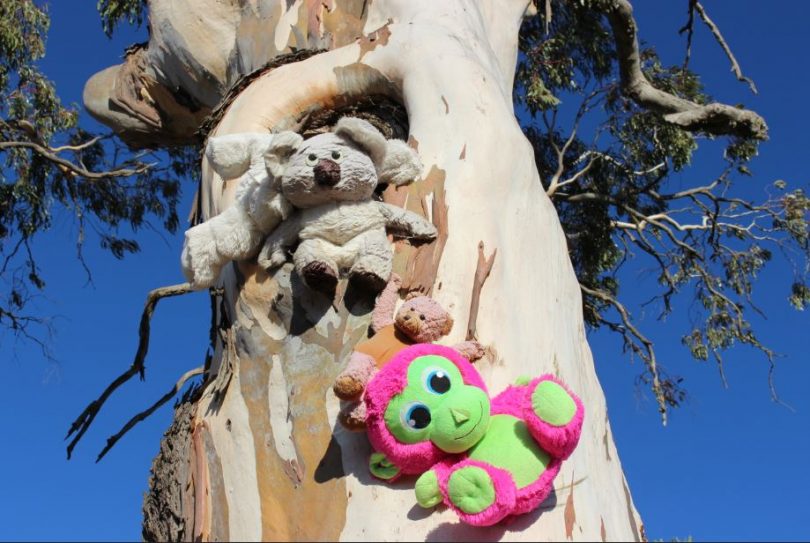 A pink and green addition to the growing collection of teddies, north-west of Nimmitabel, May 2018. Photo: Ian Campbell