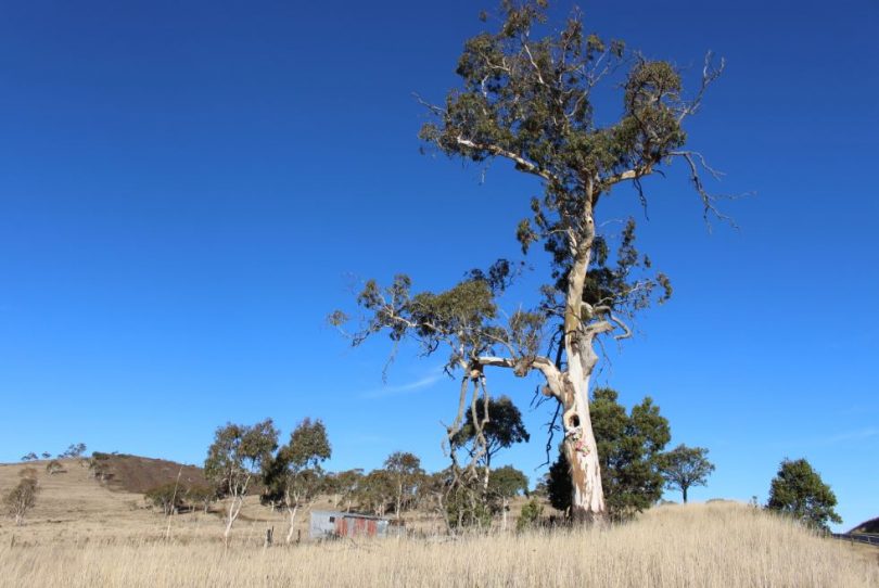 Standing tall and proud in the Monaro landscape, May 2018. Photo: Ian Campbell.