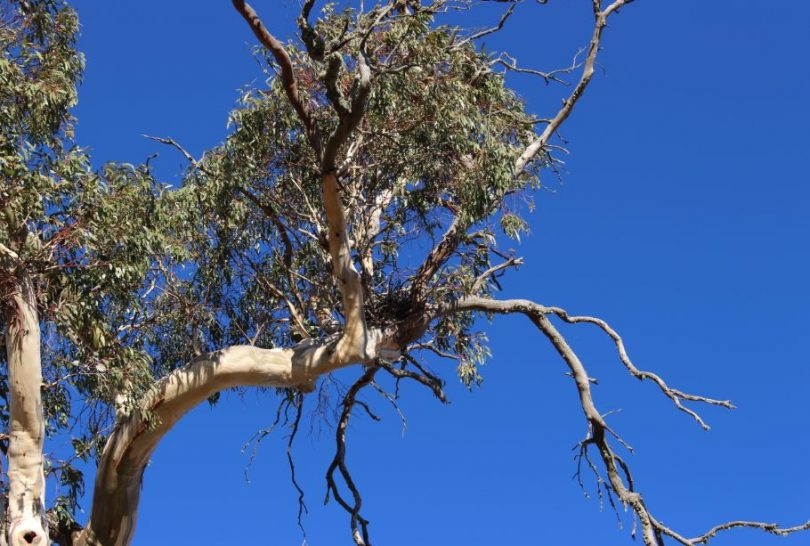 Perhaps the original inhabitants of this popular gum, the nest of what might be a bird of prey. Photo: Ian Campbell.