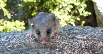 Students' bogong biscuits are a sweet treat for endangered mountain pygmy possums
