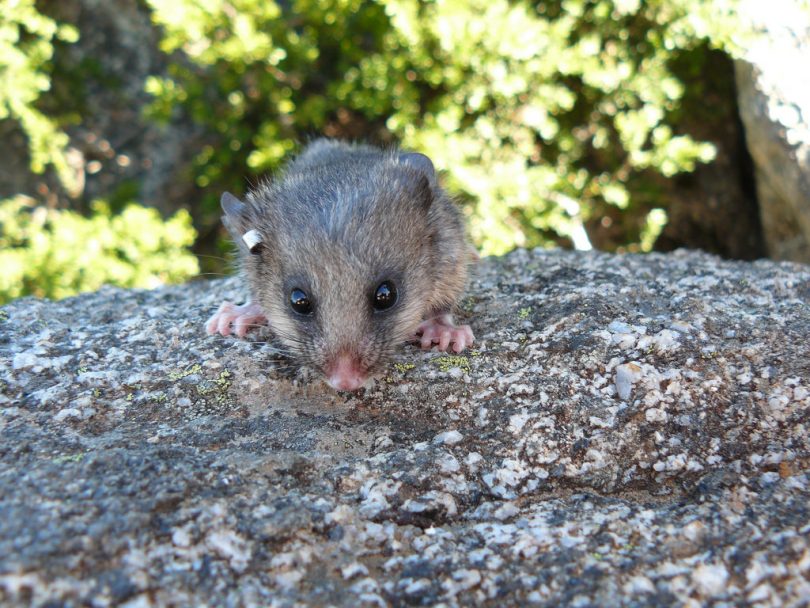 Mountain Pygmy Possum. Photo: NSW Environment and Heritage.