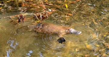 Community concern results in new look platypus viewing platform at Bombala