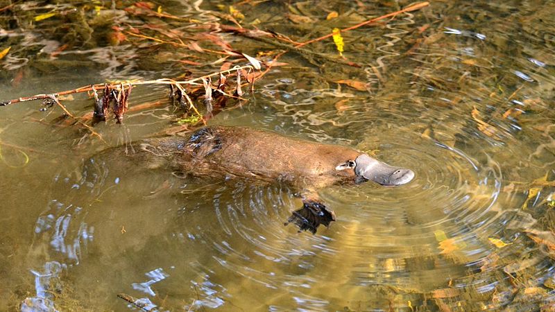 Platypus are a common site at dusk and dawn in Bombala. Photo: Klaus, WikiCommons