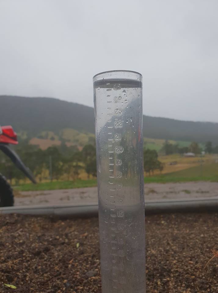 Woo hoo! Welcome rain at Norm Pearces's dairy farm north of Bega. Photo: Norm Pearce Facebook.