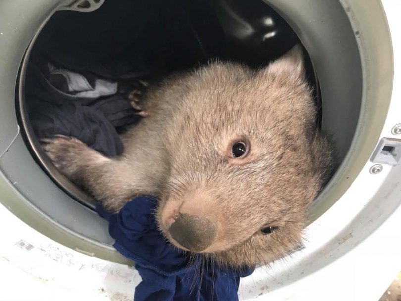 Winnie is in care with LAOKO in the Snowy Mountains and found the perfect place to escape the chill. Photo: LAOKO Facebook.