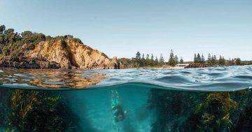 Don't forget your snorkel: the amazing animals of the South Coast