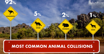 Canberra named animal collision capital for second year in a row