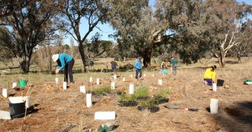 REGISTER NOW for CSIRO Ginninderra's 2018 Community Planting Days