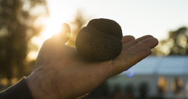 Top 6 not to be missed events at The Truffle Festival – Canberra Region