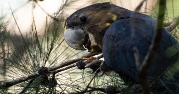 Canberrans asked to help spot the threatened and messy glossy black cockatoo