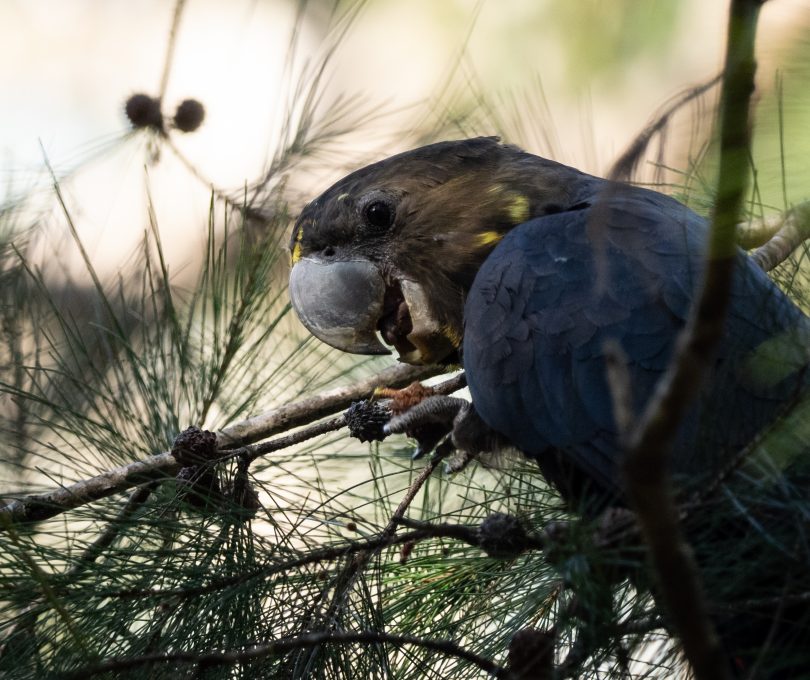 Canberrans are being asked to help plot the locations of the threatened glossy black cockatoo. Photo by Kerri-Lee Harris.