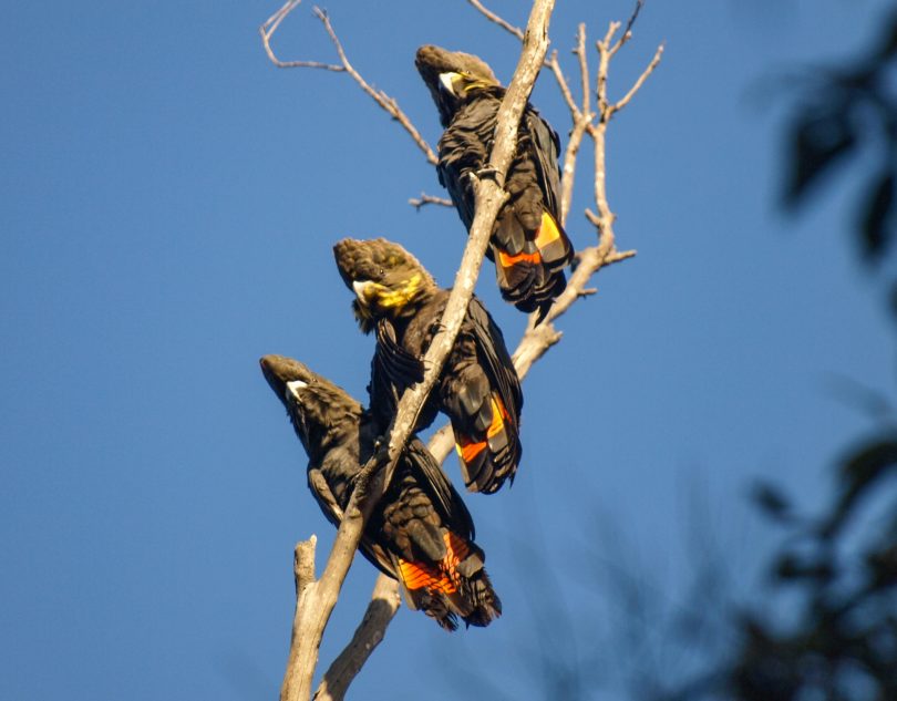 You can often tell the glossy black cockatoos are around by the squeaking and cracking noise made while they are eating. Photo by Kerri-Lee Harris.