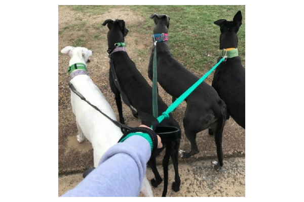 Milly and friends. Greyhounds, like potato chips - bet you can't have just one! Image courtesy of AGSN.