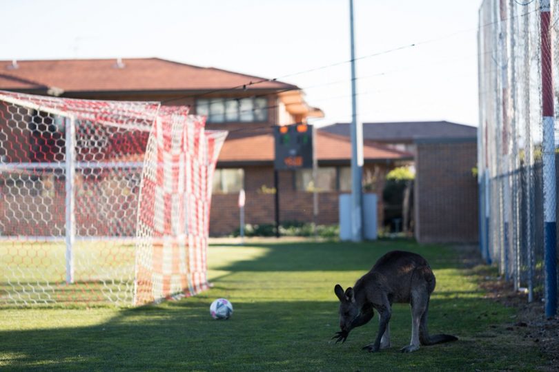 The kangaroo delayed the match by 20 minutes. Photo: Credit Lawrence Atkin and Supplied by Capital Football