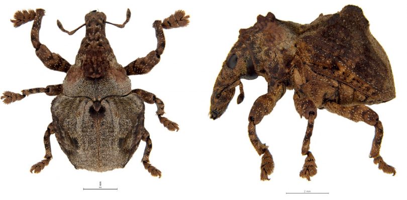 <em>Kuschelorhynchus macadamiae</em> is a native weevil that has become a pest in macadamia plantations in northern NSW and Queensland. Photos: Supplied