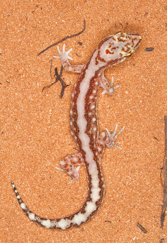 Dalmeny teen Tess Poyner won "The most beautiful image of animal in the wild photographed by a photographer aged 16 years or under" at the Animals in the Wild Photo Exhibition at Gallery Bodalla, with her image "Gecko" Photo: Supplied.