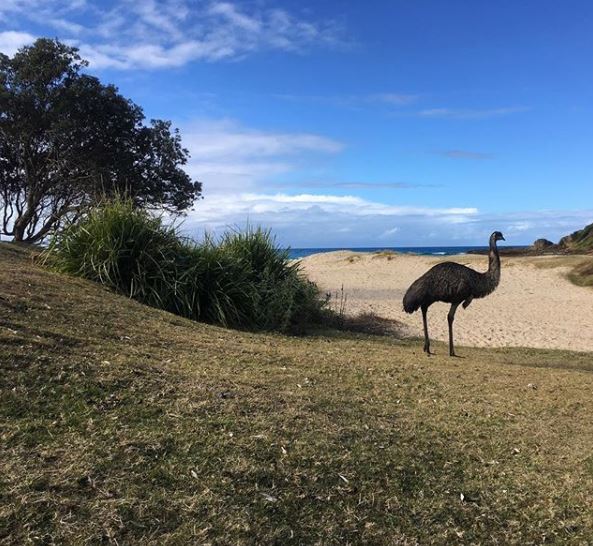 Emu spotting at Potato Point. "They’re escapees from a flock that ‘businessman’ Trevor Kennedy bought from WA for Horse Island. They haven’t strayed far from home." - Toby Whitelaw. Photo: Toby Whitelaw Instagram.