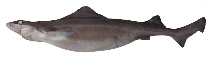 <span class="sl-grid-filename">Longfin Gulper Shark</span>