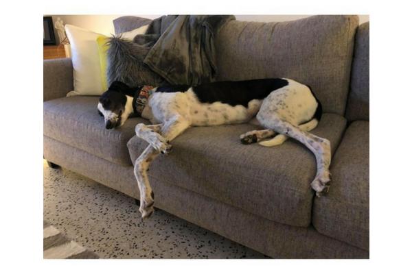 Mo showing a typical greyhound pose. Image courtesy of AGSN.