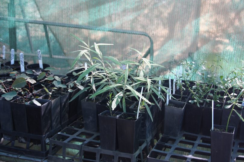 The APSST propagates native species for sale and distribution in the local area. Photo: Supplied.