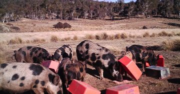 Parks Service cull roots out feral pigs in Namadgi