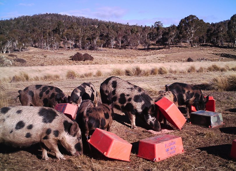 Pigs taking the bait in Namadgi National Park. Photo: Supplied by ACT Parks and Conservation Service