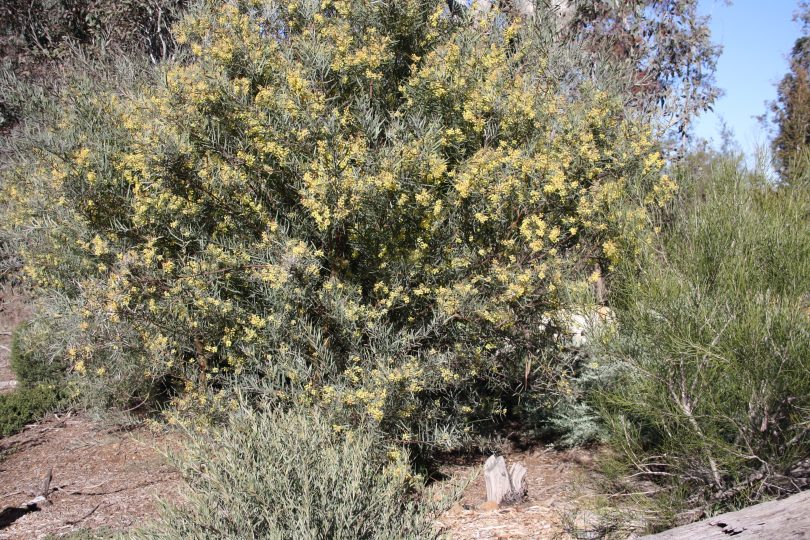 Wattle adds a hint of colour to Jenny's garden, even in the middle of winter. Photo: Supplied.