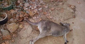 Government issues zero tolerance warning after kangaroo shot with arrow