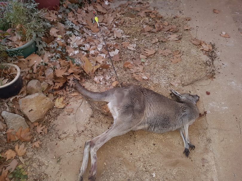 The female kangaroo found in Hackett. It and its joey had to be euthanised. Photo: Supplied