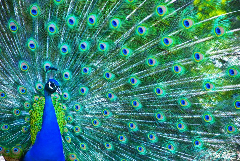 Peacock chega no Brasil ainda em 2022 (Rumor) - Hypando