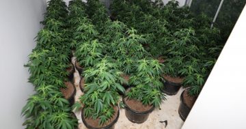 Man to face court after Police seize $20k and 300 cannabis plants