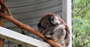 Meet forest critters, koalas, birds and more in the ‘winter wonderland’ of ACT reserves