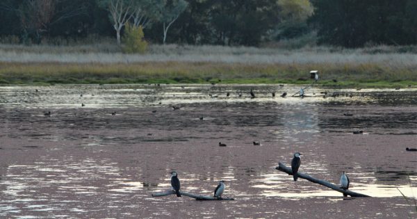 Dry weather taking a toll on ACT waterways