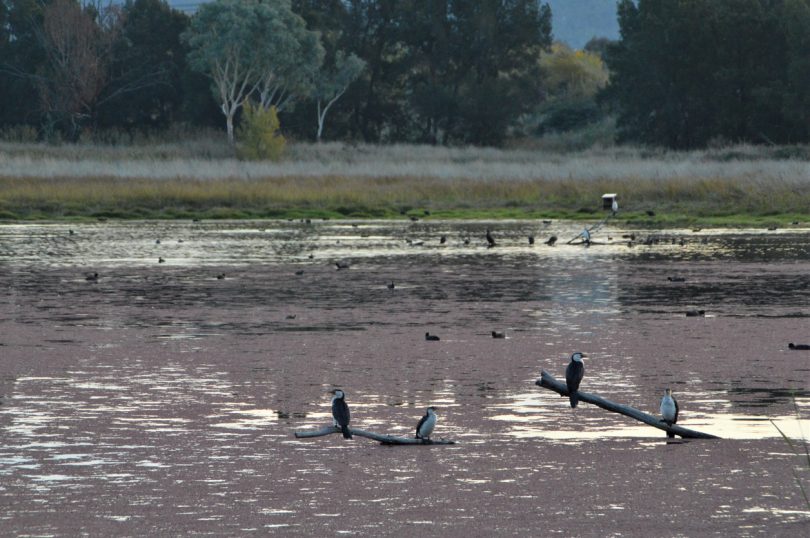 Some of the interesting birdlife at Jerrabomberra Wetlands. Photo by Glynis Quinlan.