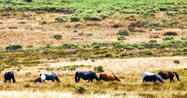 Tough new feral horse measures 'set benchmark'