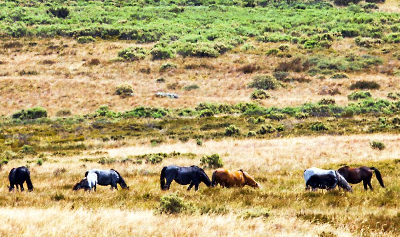 Feral horses grazing.