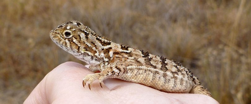 The Grassland Earless Dragon, a threatened species in need of protection and part of the Scientific Committee's brief. Photo: ACT Government